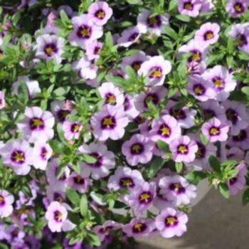 Calibrachoa - 'Bloomtastic Serenity' Million Bells