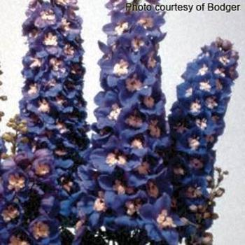 Delphinium elatum (Larkspur) - Magic Fountains Sky Blue White Bee