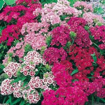 Dianthus barbatus - 'Pinocchio' Border Carnation