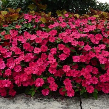 Impatiens - Big Bounce™ 'Cherry'