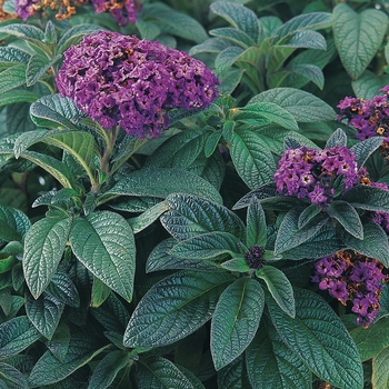 Heliotropium arborescens - 'Atlantis' Heliotrope