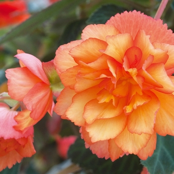 Begonia x tuberhybrida - Illumination® 'Golden Picotee'