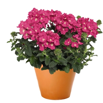 Verbena - 'Empress Flair Pink Charme'