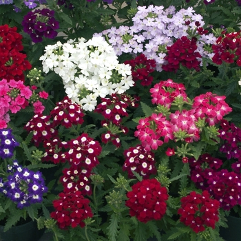 Verbena - Obsession™ 'Mix Improved'