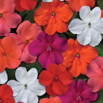 Impatiens walleriana - Beacon&trade; 'Select Mix'