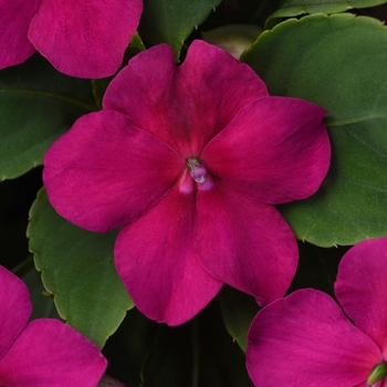 Impatiens walleriana - Beacon&trade; Violet Shades