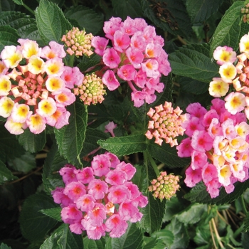 Lantana camara - Bandana® ''Pink''