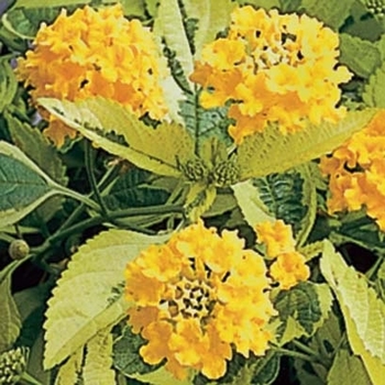 Lantana camara - 'Samantha'
