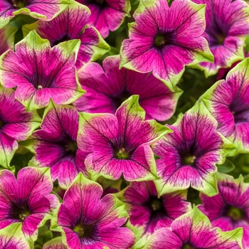 Petunia - Supertunia® 'Picasso in Purple®'