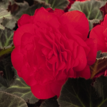 Begonia x tuberhybrida (Tuberous Begonia) - Nonstop® 'Mocca Cherry'