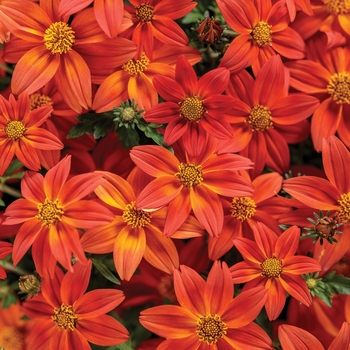 Bidens - Campfire® 'Flame'