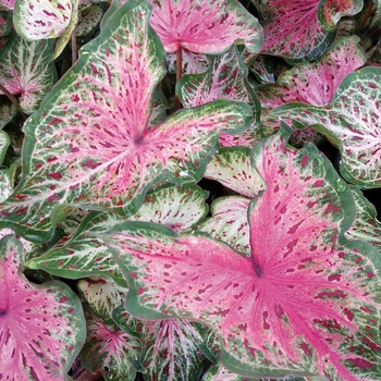 Caladium hortulanum (Strap-leaf Caladium) - Heart to Heart™ 'Heart and Soul'