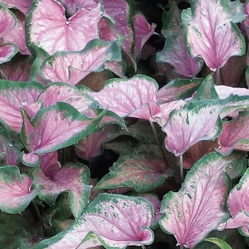 Caladium hortulanum (Strap-leaf Caladium) - Heart to Heart™ 'Va Va Violet™'
