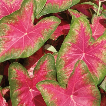 Caladium hortulanum (Fancy Caladium) - Heart to Heart™ 'Rose Glow'
