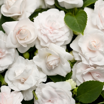Impatiens walleriana (Double Impatiens) - Rockapulco® 'White'