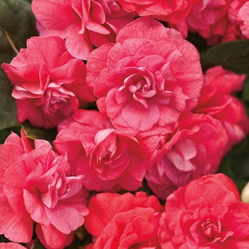 Impatiens walleriana (Double Impatiens) - Rockapulco® 'Coral Reef'