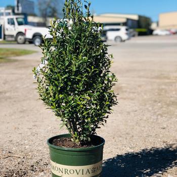 Nephrolepis obliterata - 'Emerald Queen' Australian Sword Fern