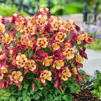 Aquilegia caerulea (Columbine) - Earlybird™ 'Red Yellow'