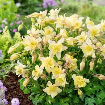 Aquilegia caerulea (Columbine) - Earlybird™ 'Yellow'