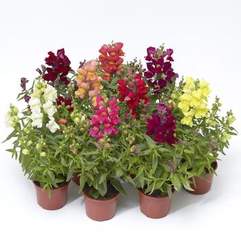 Antirrhinum (Snapdragon) - Snaptini™ 'Mix'