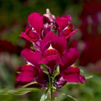 Antirrhinum (Snapdragon) - Snaptini™ 'Violet'