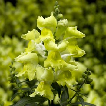 Antirrhinum (Snapdragon) - Snaptini™ 'Yellow'