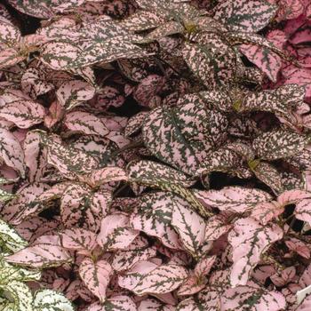 Hypoestes phyllostachya (Polka Dot Plant) - Splash Select™ 'Pink'