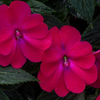 Impatiens - SunPatiens® Rose Glow