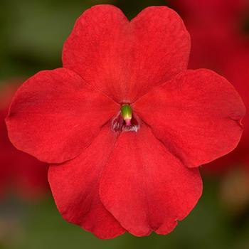 Impatiens walleriana - Imara™ 'XDR Red'