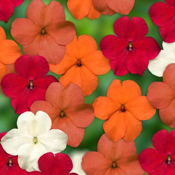 Impatiens walleriana - Imara™ 'XDR Hot! Mix'