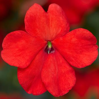 Impatiens walleriana - Imara™ 'XDR Orange Imp.'