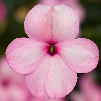 Impatiens walleriana - Imara™ 'XDR Pink'