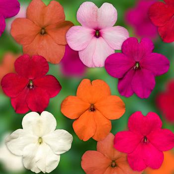 Impatiens walleriana - Imara™ 'XDR ProFormula Mix'