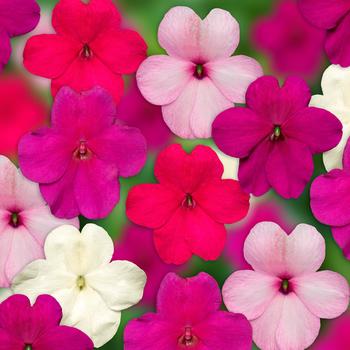 Impatiens walleriana - Imara™ 'XDR Rosy Mix'