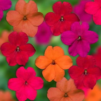 Impatiens walleriana - Imara™ 'XDR Tango Mix'