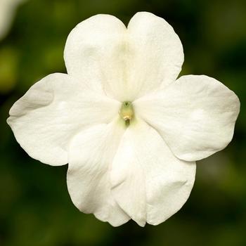 Impatiens walleriana - Imara™ 'XDR White'