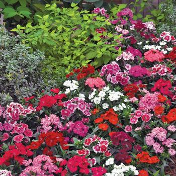 Dianthus chinensis x barbatus - Dianthus