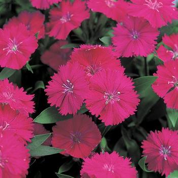 Dianthus chinensis x barbatus - Pinks