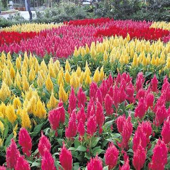 Celosia argentea - 'Castle series' Cockscomb