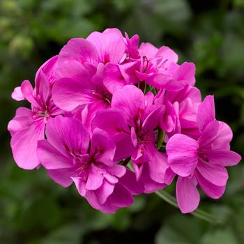 Pelargonium peltatum (Ivy Geranium) - Ivy League™ 'Orchid'