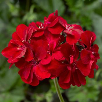 Pelargonium peltatum (Ivy Geranium) - Ivy League™ 'Red'