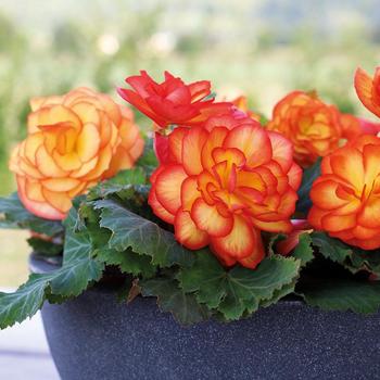 Begonia x tuberhybrida (Tuberous Begonia) - Nonstop® 'Fire'