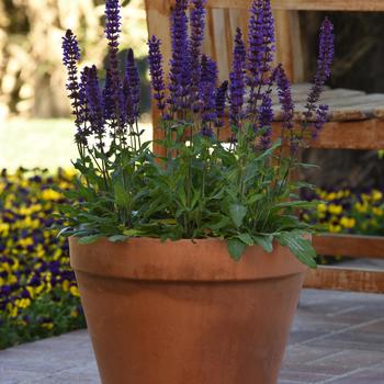 Salvia nemorosa - 'Salvatore Blue' Meadow Sage