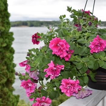 Pelargonium x hortorum (Zonal Geranium) - Rocky Mountain™ 'Violet'