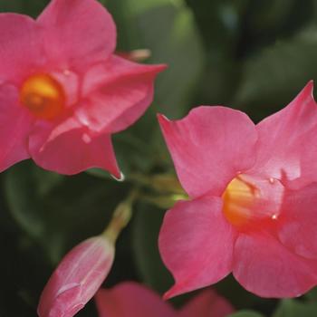 Mandevilla - Sun Parasol® 'Pink'