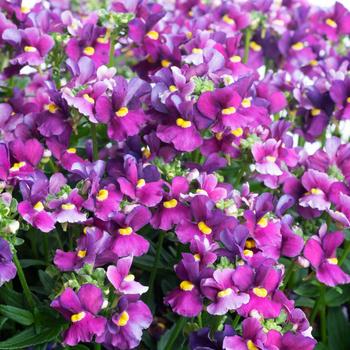 Nemesia - Escential™ 'Bumbleberry'