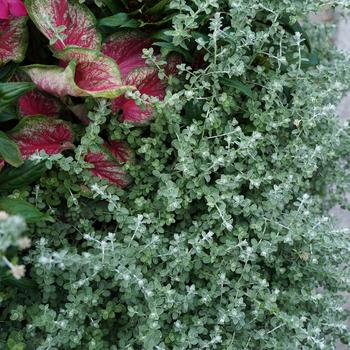 Helichrysum petiolare (Licorice Plant) - Proven Accents&reg; 'Petite Licorice'