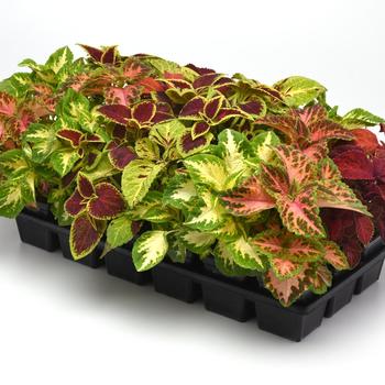 coleus - Wizard® 'Select Mix Improved'