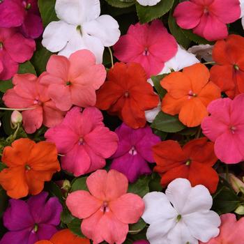 Impatiens walleriana - Beacon&reg; 'Formula Mix'