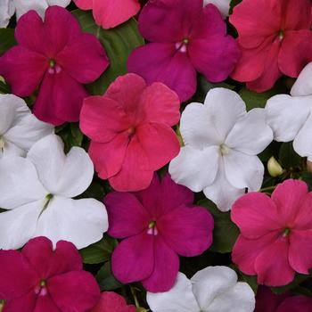 Impatiens walleriana - Beacon&reg; 'Portland Mix'